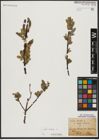 Foto von Salix hastata L.